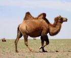 Верблюд, безрогих жвачных животных с двумя горбами, как накопление жира